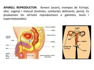 APARELL REPRODUCTOR :  femení (ovaris, trompes de Fal·lopi, úter, vagina) i masculí (testicles, conductes deferents, penis...