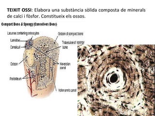 TEIXIT OSSI : Elabora una substància sòlida composta de minerals de calci i fòsfor. Constitueix els ossos. 