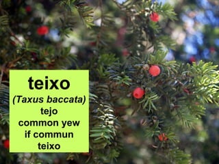 teixo
(Taxus baccata)
tejo
common yew
if commun
teixo
 