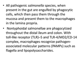• All pathogenic salmonella species, when
present in the gut are engulfed by phagocytic
cells, which then pass them through the
mucosa and present them to the macrophages
in the lamina propria.
• Nontyphoidal salmonellae are phagocytized
throughout the distal ileum and colon. With
toll-like receptor (TLR)–5 and TLR-4/MD2/CD-14
complex, macrophages recognize pathogen-
associated molecular patterns (PAMPs) such as
flagella and lipopolysaccharides.
 