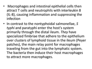 • Macrophages and intestinal epithelial cells then
attract T cells and neutrophils with interleukin 8
(IL-8), causing inflammation and suppressing the
infection
• In contrast to the nontyphoidal salmonellae, S
typhi and paratyphi enter the host's system
primarily through the distal ileum. They have
specialized fimbriae that adhere to the epithelium
over clusters of lymphoid tissue in the ileum (Peyer
patches), the main relay point for macrophages
traveling from the gut into the lymphatic system.
The bacteria then induce their host macrophages
to attract more macrophages.
 