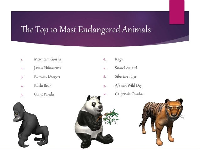 the endangerment of the spectacles bear species The eight bear species of the world: sloth bear (melursus ursinus it has also become an endangered species and is severely threatened due to habitat their fur is thinner than that of north american bear species size: adult spectacled bears can weigh between 175 and 385 pounds. the endangerment of the spectacles bear species The eight bear species of the world: sloth bear (melursus ursinus it has also become an endangered species and is severely threatened due to habitat their fur is thinner than that of north american bear species size: adult spectacled bears can weigh between 175 and 385 pounds.