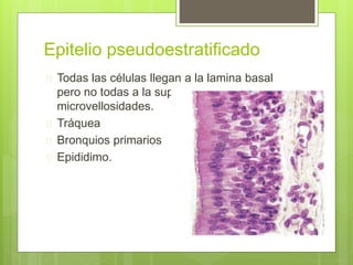 Epitelio pseudoestratificado
 Todas las células llegan a la lamina basal
pero no todas a la superficie y tiene
microvellosidades.
 Tráquea
 Bronquios primarios
 Epididimo.
 
