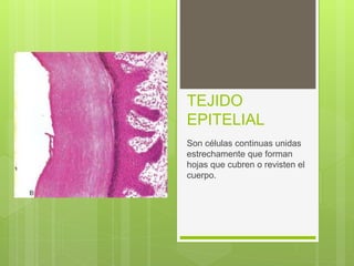 TEJIDO
EPITELIAL
Son células continuas unidas
estrechamente que forman
hojas que cubren o revisten el
cuerpo.
 