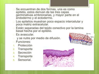  Se encuentran de dos formas, una es como
epitelio, estos derivan de las tres capas
germinativas embrionarias, y mayor parte en el
endodermo y el ectodermo.
 Los epitelios muestran poco espacio intercelular y
poca matriz extracelular.
 Están separadas del tejido conectivo por la lamina
basal hecha por el epitelio.
 Es avascular.
 y se nutre por medio de difusión.
 Funciones:
1. Protección
2. Transporte
3. Secreción
4. Transporte
5. Sensorial.
 