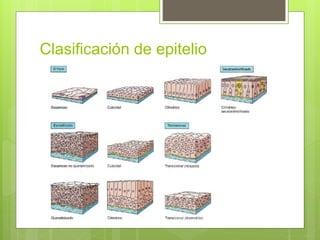 Clasificación de epitelio
 