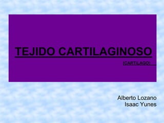 TEJIDO CARTILAGINOSO
               (CARTíLAGO)




              Alberto Lozano
                 Isaac Yunes