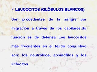 LEUCOCITOS (GLÓBULOS BLANCOS) Son procedentes de la sangre por migración a través de los capilares.Su funcion es de defensa Los leucocitos más frecuentes en el tejido conjuntivo son: los neutrófilos, eosinófilos y los linfocitos 