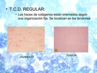 • T.C.D. REGULAR:
• Los haces de colágenos están orientados según
una organización fija. Se localizan en los tendones
LIGA...