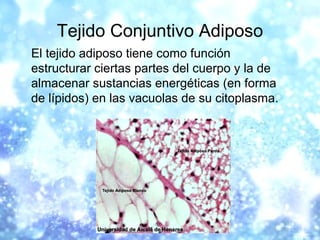 Tejido Conjuntivo Adiposo
El tejido adiposo tiene como función
estructurar ciertas partes del cuerpo y la de
almacenar sus...