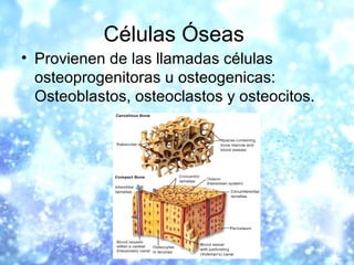Células Óseas
• Provienen de las llamadas células
osteoprogenitoras u osteogenicas:
Osteoblastos, osteoclastos y osteocito...