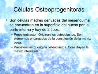 Células Osteoprogenitoras
• Son células madres derivadas del mesenquima
se encuentran en la superficie del hueso por la
pa...