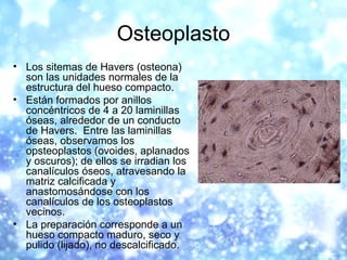 Osteoplasto
• Los sitemas de Havers (osteona)
son las unidades normales de la
estructura del hueso compacto.
• Están forma...