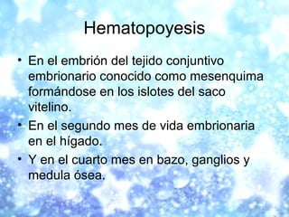 Hematopoyesis
• En el embrión del tejido conjuntivo
embrionario conocido como mesenquima
formándose en los islotes del sac...