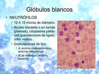• BASÓFILOS
– 10 a 15 micras de diámetro
– Núcleo bilobulado o trilobulado. Citoplasma
con numerosos gránulos negros purpú...