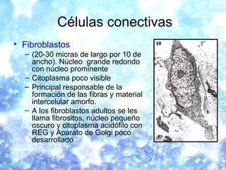 Células conectivas
• Fibroblastos
– (20-30 micras de largo por 10 de
ancho). Núcleo grande redondo
con núcleo prominente
–...