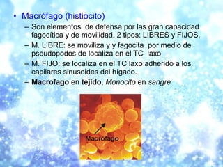 • Macrófago (histiocito)
– Son elementos de defensa por las gran capacidad
fagocítica y de movilidad. 2 tipos: LIBRES y FI...