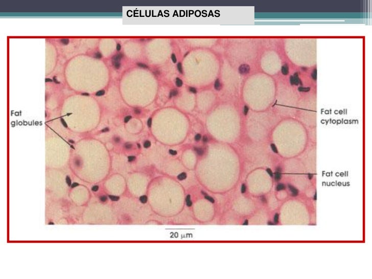 Fat Cells. Адипоцит фото микроскоп. Globule.