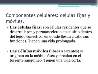 Componentes celulares: células fijas y
móviles.
• Las células fijas: son células residentes que se
desarrollaron y permanecieron en su sitio dentro
del tejido conectivo, en donde llevan a cabo sus
funciones. Tienen una vida prolongada.
• Las Células móviles (libres o errantes) se
originan en la médula ósea y circulan en el
torrente sanguíneo. Tienen una vida corta.
 