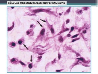 CÉLULAS MESENQUIMALES INDIFERENCIADAS
 