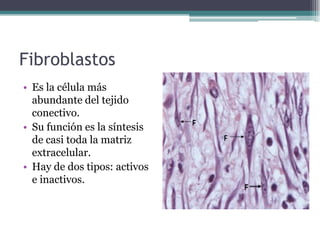 Fibroblastos
• Es la célula más
abundante del tejido
conectivo.
• Su función es la síntesis
de casi toda la matriz
extracelular.
• Hay de dos tipos: activos
e inactivos.
 