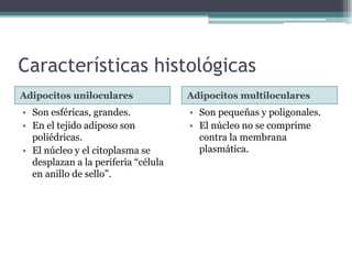 Características histológicas
Adipocitos uniloculares Adipocitos multiloculares
• Son esféricas, grandes.
• En el tejido adiposo son
poliédricas.
• El núcleo y el citoplasma se
desplazan a la periferia “célula
en anillo de sello”.
• Son pequeñas y poligonales.
• El núcleo no se comprime
contra la membrana
plasmática.
 