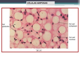 CÉLULAS ADIPOSAS
 