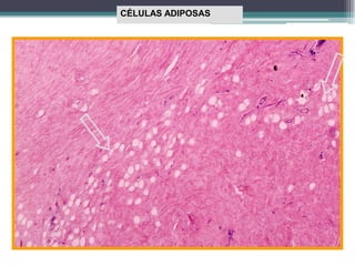 CÉLULAS ADIPOSAS
 
