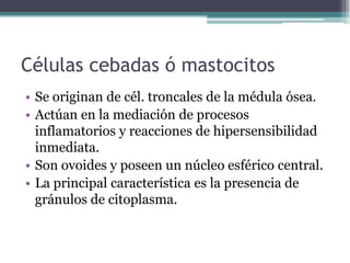 Células cebadas ó mastocitos
• Se originan de cél. troncales de la médula ósea.
• Actúan en la mediación de procesos
inflamatorios y reacciones de hipersensibilidad
inmediata.
• Son ovoides y poseen un núcleo esférico central.
• La principal característica es la presencia de
gránulos de citoplasma.
 