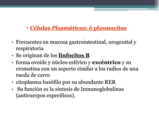  Células Plasmáticas: ó plasmocitos
• Frecuentes en mucosa gastrointestinal, urogenital y
respiratoria
• Se originan de los linfocitos B
• forma ovoide y núcleo esférico y excéntrico y su
cromatina con un aspecto similar a los radios de una
rueda de carro
• citoplasma basófilo por su abundante RER
• Su función es la síntesis de Inmunoglobulinas
(anticuerpos específicos).
 