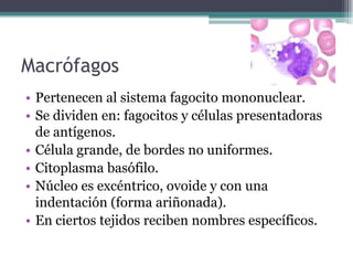 Macrófagos
• Pertenecen al sistema fagocito mononuclear.
• Se dividen en: fagocitos y células presentadoras
de antígenos.
• Célula grande, de bordes no uniformes.
• Citoplasma basófilo.
• Núcleo es excéntrico, ovoide y con una
indentación (forma ariñonada).
• En ciertos tejidos reciben nombres específicos.
 