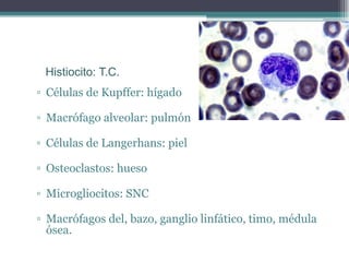 ▫ Células de Kupffer: hígado
▫ Macrófago alveolar: pulmón
▫ Células de Langerhans: piel
▫ Osteoclastos: hueso
▫ Microgliocitos: SNC
▫ Macrófagos del, bazo, ganglio linfático, timo, médula
ósea.
Histiocito: T.C.
 