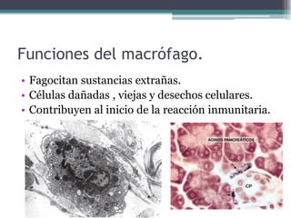 Funciones del macrófago.
• Fagocitan sustancias extrañas.
• Células dañadas , viejas y desechos celulares.
• Contribuyen al inicio de la reacción inmunitaria.
 