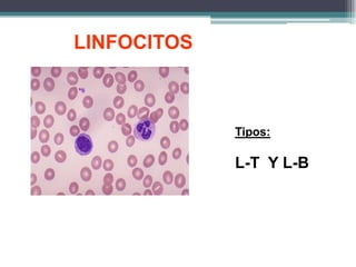 LINFOCITOS
Tipos:
L-T Y L-B
 