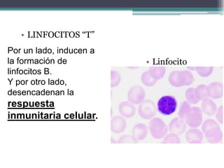 • LINFOCITOS “T”
Por un lado, inducen a
la formación de
linfocitos B.
Y por otro lado,
desencadenan la
respuesta
inmunitaria celular.
• Linfocito
 