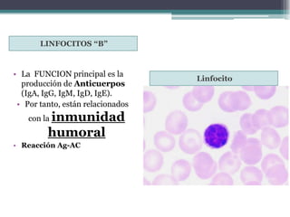 LINFOCITOS “B”
• La FUNCION principal es la
producción de Anticuerpos
(IgA, IgG, IgM, IgD, IgE).
• Por tanto, están relacionados
con la inmunidad
humoral
• Reacción Ag-AC
Linfocito
 