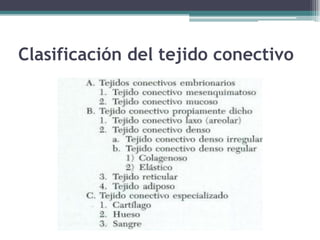 Clasificación del tejido conectivo
 
