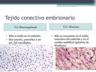 Tejido conectivo embrionario
T.C Mesenquimal T.C. Mucoso
• Sólo se halla en el embrión.
• Son amorfa, parecidas a un
gel. Cél estrelladas.
• Sólo se encuentra en el tejido
conectivo del embrión y en el
cordón umbilical (gelatina de
Warthon).
 