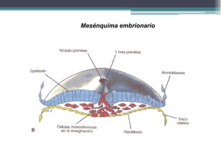 Mesénquima embrionario
 