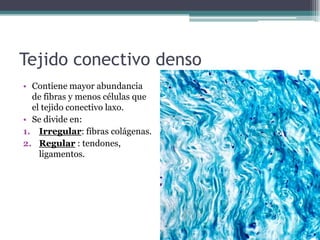 Tejido conectivo denso
• Contiene mayor abundancia
de fibras y menos células que
el tejido conectivo laxo.
• Se divide en:
1. Irregular: fibras colágenas.
2. Regular : tendones,
ligamentos.
TC denso irregular
 