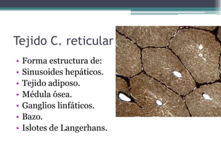Tejido C. reticular
• Forma estructura de:
• Sinusoides hepáticos.
• Tejido adiposo.
• Médula ósea.
• Ganglios linfáticos.
• Bazo.
• Islotes de Langerhans.
 