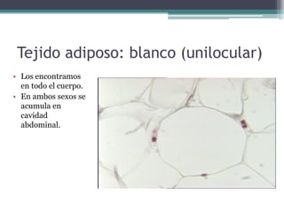 Tejido adiposo: blanco (unilocular)
• Los encontramos
en todo el cuerpo.
• En ambos sexos se
acumula en
cavidad
abdominal.
 