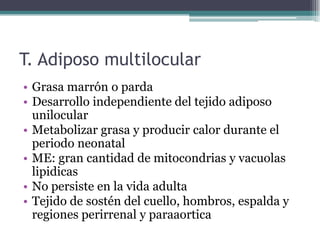 T. Adiposo multilocular
• Grasa marrón o parda
• Desarrollo independiente del tejido adiposo
unilocular
• Metabolizar grasa y producir calor durante el
periodo neonatal
• ME: gran cantidad de mitocondrias y vacuolas
lipidicas
• No persiste en la vida adulta
• Tejido de sostén del cuello, hombros, espalda y
regiones perirrenal y paraaortica
 