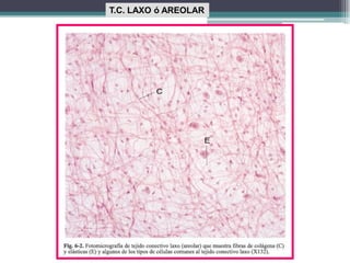 T.C. LAXO ó AREOLAR
 