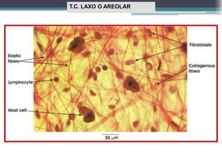 T.C. LAXO O AREOLAR
 