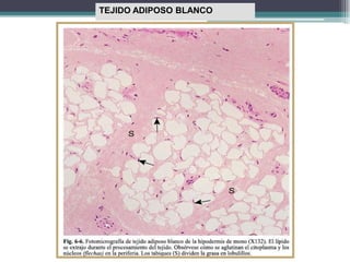 TEJIDO ADIPOSO BLANCO
 