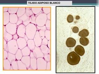 TEJIDO ADIPOSO BLANCO
 
