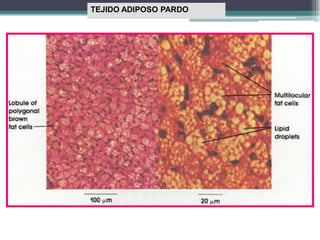 TEJIDO ADIPOSO PARDO
 
