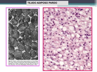 TEJIDO ADIPOSO PARDO
 