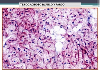 TEJIDO ADIPOSO BLANCO Y PARDO
 